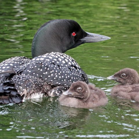 Sunapee Loon Chicks and Adult 14 Days Old