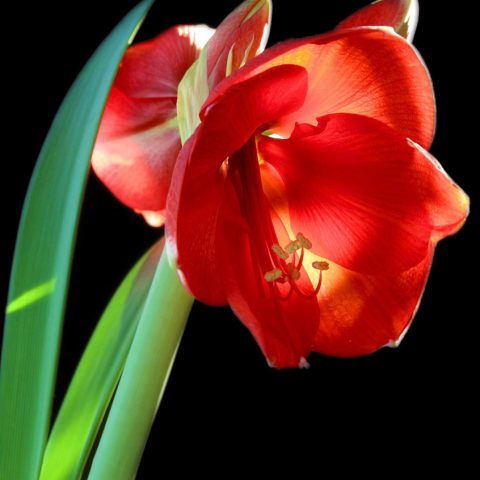 Amaryllis