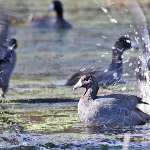 American Coots Splashing