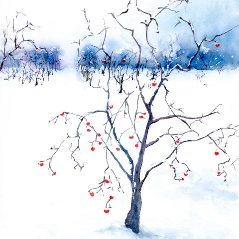 Apple Orchard in Winter
