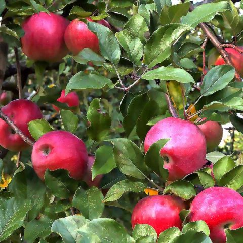 Apple Tree Musterfield Farm