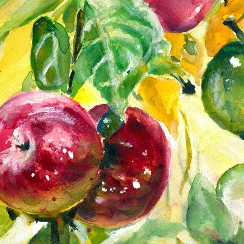 Apples at Musterfield Farm