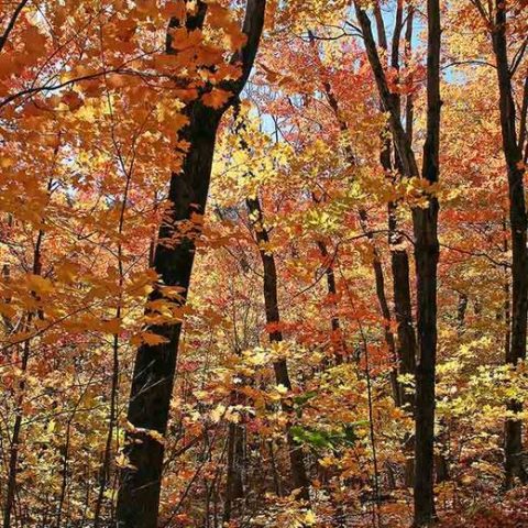 Autumn Woods