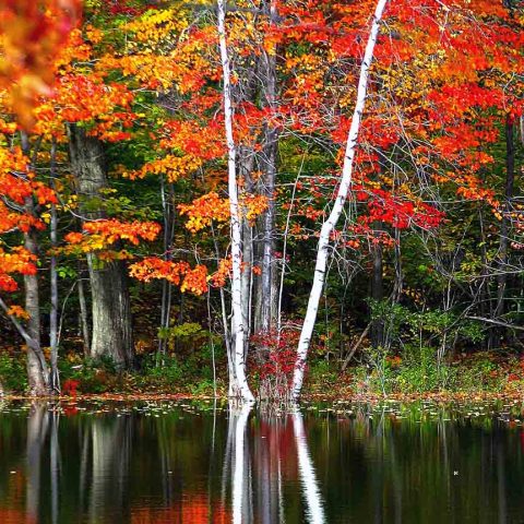 Birches in Fall