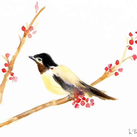 Bird on Quince