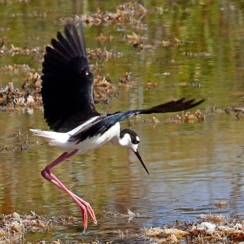 Blacked-Necked Stilt Pouncing