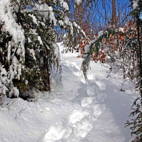 Breaking Trail