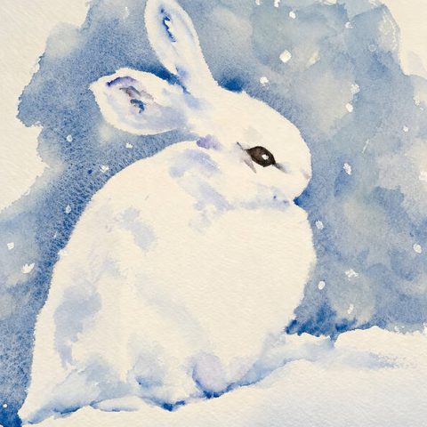 Bunny Rabbit