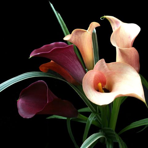 Calla lilies