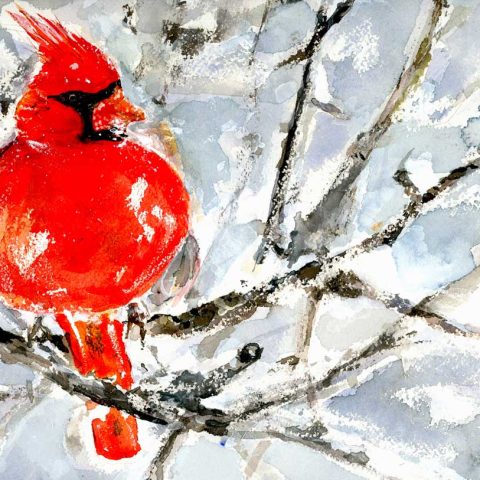 Cardinal in Winter