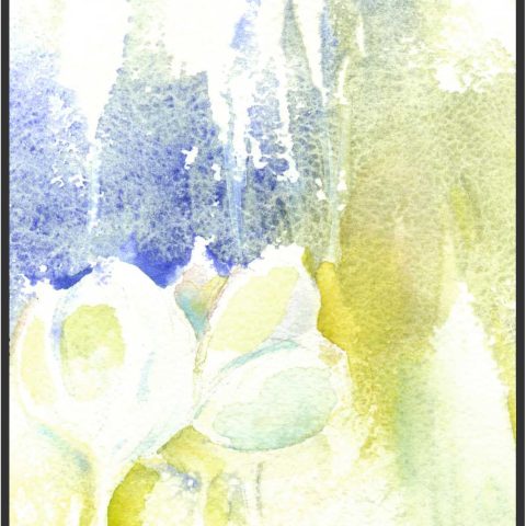 Crocus