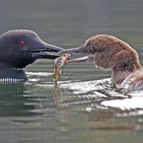 Loon Lunch Delivery, Grafton Pond, NH