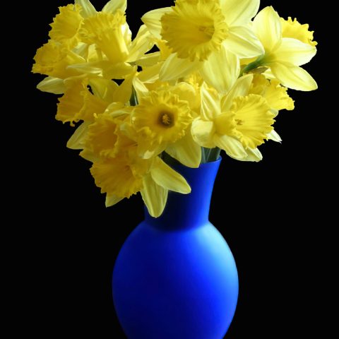 Daffodils in Blue Vase