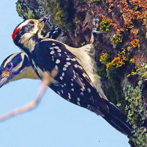 Downy Woodpeckers