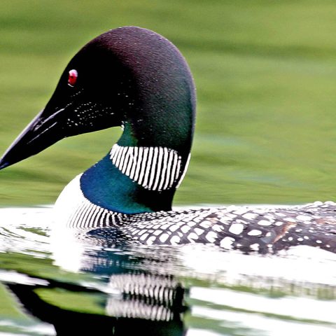 Elegant Loon, Pillsbury State Park, NH