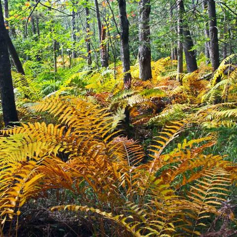 Fall Ferns in Cricenti Bog