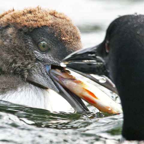 Young Loon Getting Lunch, Grafton Pond, NH