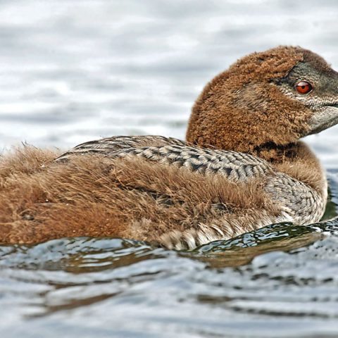 Young Loon, Grafton Pond, NH