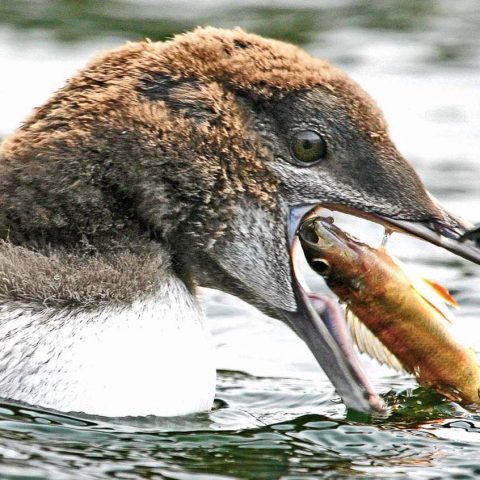 Loon Eating a Fish, Grafton Pond, NH