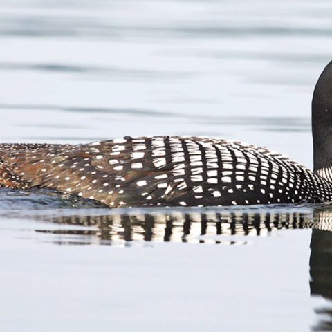 Lazy Loon, Grafton Pond, NH
