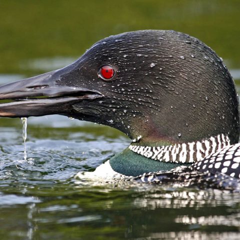 Loon Up-Close, Grafton Pond, NH