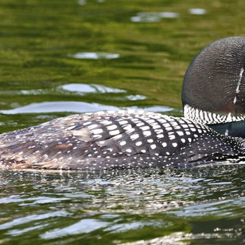 Loon Dripping Wet, Grafton Pond, NH