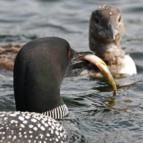 Young Loon Awaits Lunch, Grafton Pond, NH
