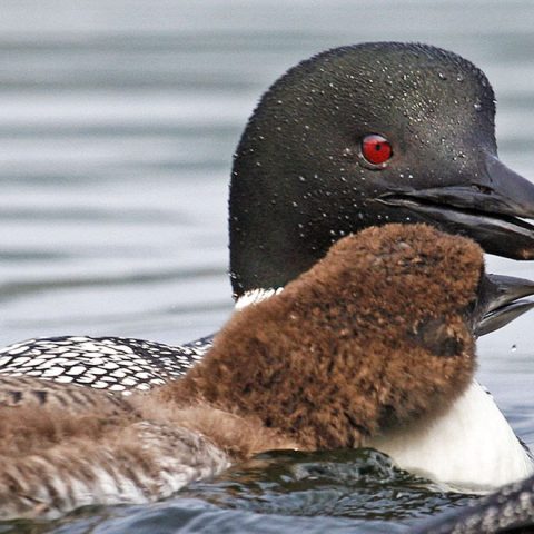 Young Loon Nuzzles, Grafton Pond, NH