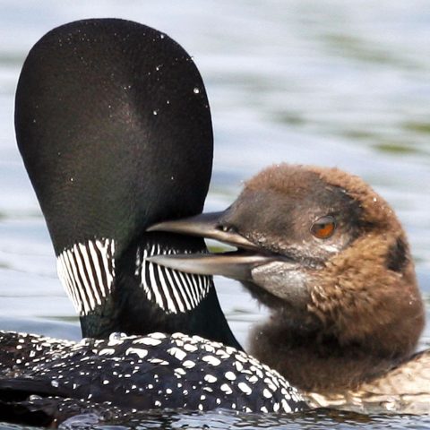 Loon and Mother, Grafton Pond, NH