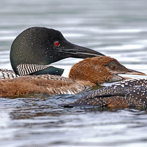 Loon Parents and Offspring, Grafton Pond, NH
