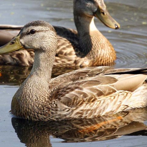 Female Mallards