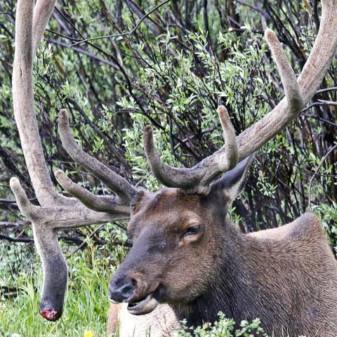 Elk, Rocky Mountain National Park, CO