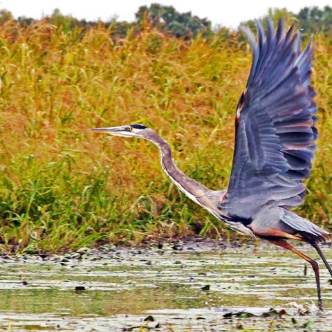 Great Blue Takes Off, Sudbury River, MA