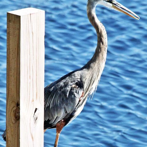 Heron on Dock, Lake Sunapee, NH