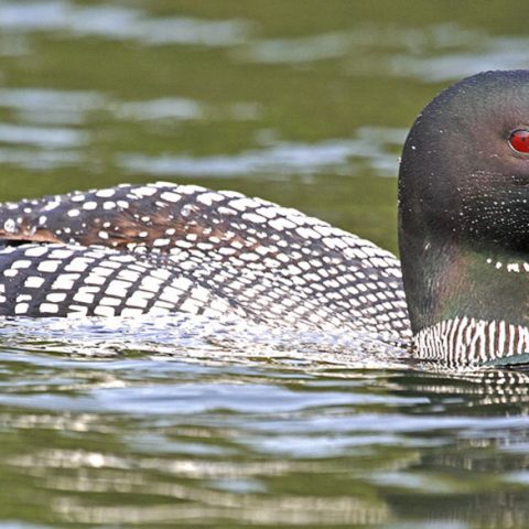 Handsome Loon, Grafton Pond, NH