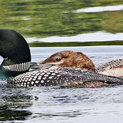 Loon and Offspring, Grafton Pond, NH