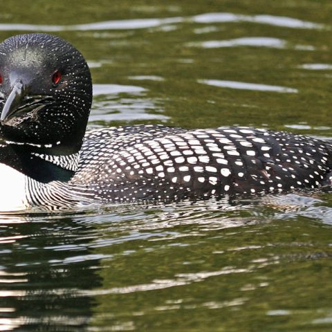 Loon On Guard, Grafton Pond, NH