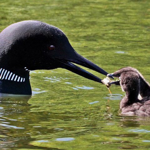 Feeding Time for Newborn Loon Chicks on Lake Sunapee, NH