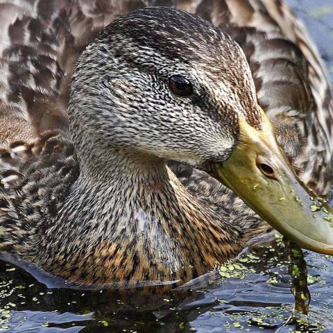 Female Mallard Close-up