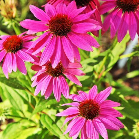 Cone Flowers