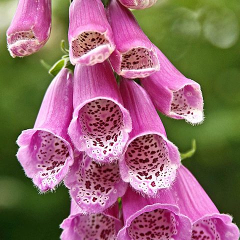 Foxglove