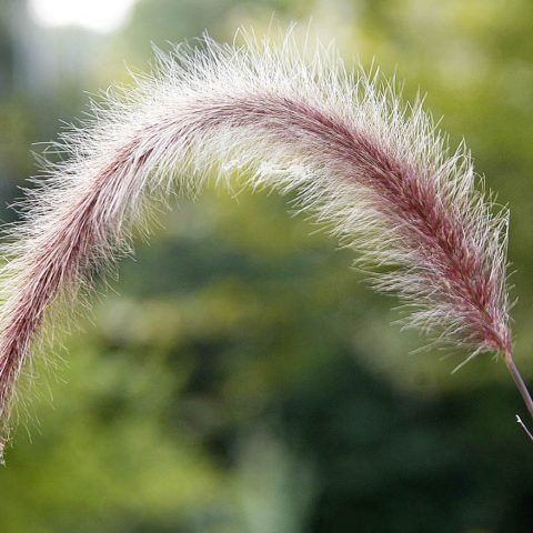 Flora