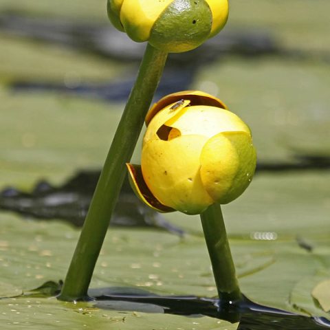Lily Pad