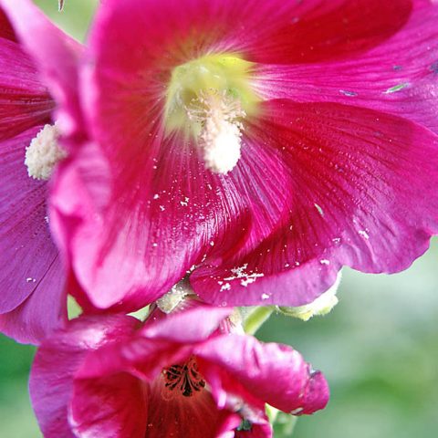Flora
