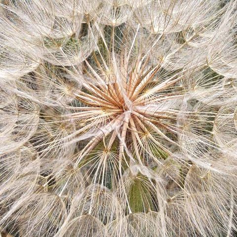 Puffball