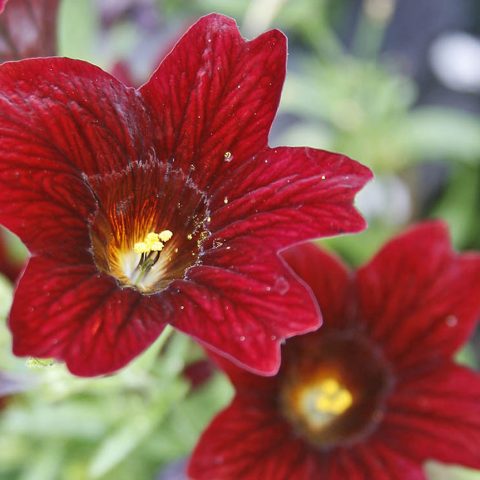 Flora