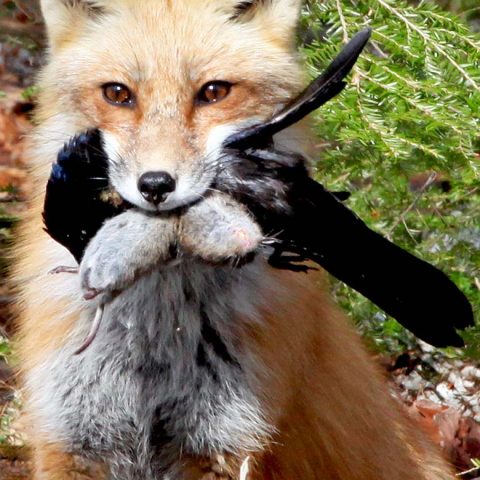 Fox With Breakfast