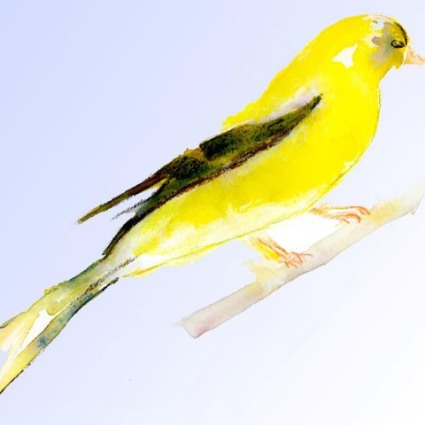 Goldfinch
