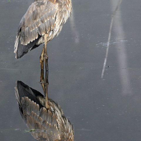 Great Blue Heron Reflection, Water Row, Sudbury