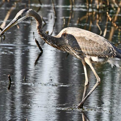 Great Blue Heron, Water Row, Sudbury, MA